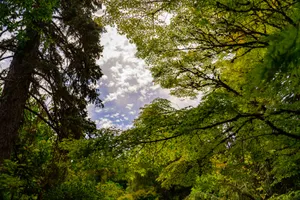 Through The Trees