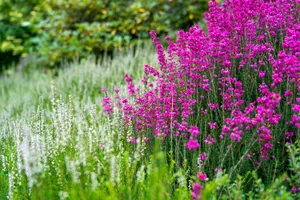 Pink & White Flowers