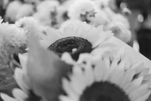 Sunflowers - Pike Place Market